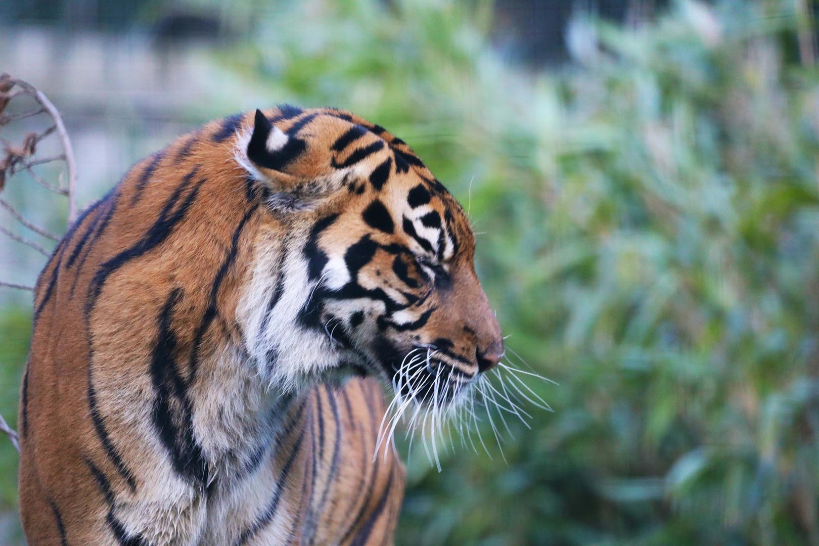 Sumatran tiger Dharma facing towards the right with eyes closed. IMAGE: Amy Middleton 2023